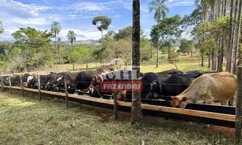 Imagem 4: Fazenda 16,6 alqueires (80,3 hectares) Pirenópolis - GO