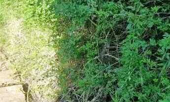 Imagem 6: Velleda oferece magnífico sítio de 8 hectares a 100 metros RS118, Viamão