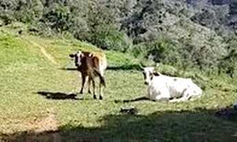 Imagem 3: Sítio à venda, 23460 m² por R$ 1.150.000,00 - Cascatinha - Nova Friburgo/RJ