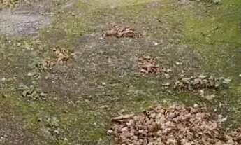 Imagem 3: Casa com 6 quartos em Vargem Grande Paulista