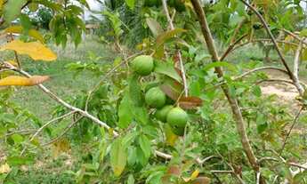 Imagem 6: Vendo chácara roça