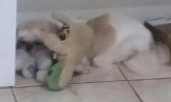 Imagem 3: Apartamento 2° andar