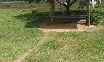 Imagem 4: Fazenda com 65 alqueires disponível a venda em Linhare-ES