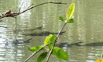 Imagem 2: Chacara residencial triunfo III goianira go