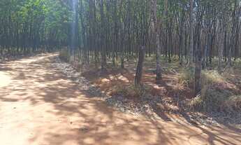 Imagem 2: SITIO COM 8,5 ALQ. - SERINGUEIRA RENDENDO + PASTO- ACEITA IMÓVEL COMO PARTE DO PAGTO-MIRAS