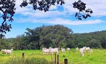 Imagem 5: Fazenda 38 Alqueires Vale do Araguaia