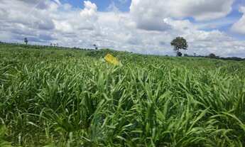 Imagem 5: Fazendacde arrendamento 1.200 hec plantando em pontes de Lacerda MT