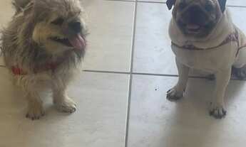 Imagem 3: Vendo os 2 um de raça