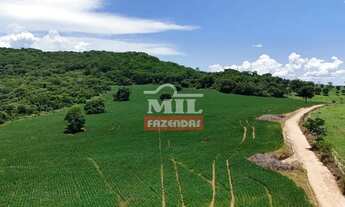 Imagem 6: Fazenda 68,8 alqueires (333 hectares) Morrinhos - Go
