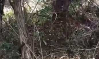 Imagem 6: Lote grande na Quinta do Sumidouro