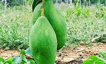 Imagem 7: Vendo chácara roça