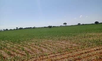 Imagem 5: Fazenda 52 Hectares em Martinho Campos