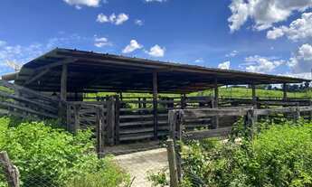 Imagem 4: 11 alqueires Chácara com venda por R$5.500