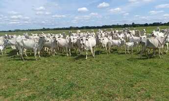 Imagem 5: Fazenda com 65 alqueires disponível a venda em Linhare-ES