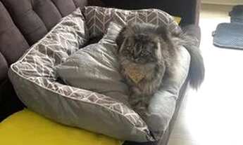 Imagem: ALUGO QUARTO EM APARTAMENTO NO AFONSO PENA