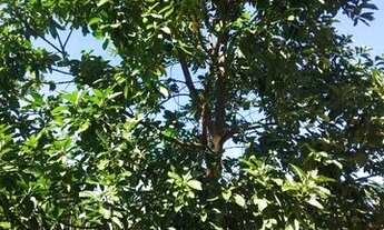 Imagem 6: Casa tipo granja