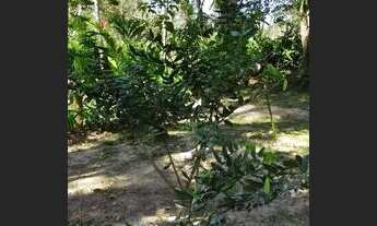 Imagem 3: Excelente terreno em Paraty próximo praias e cachoeiras