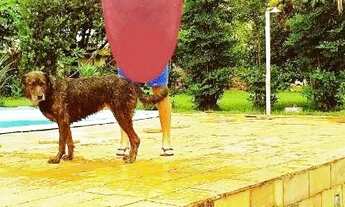 Imagem 7: Chácara com 2 dormitórios, 2000 m² - venda por R$ 1.000.000,00 ou aluguel por R$ 3.500,00