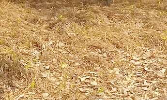 Imagem 3: Terreno praia do cajueiro