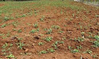 Imagem: 7 km de bonfinópolis, terra boa para plantio