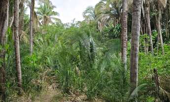 Imagem 2: Terreno para sítio 15 x 147 a 30 km de Teresina