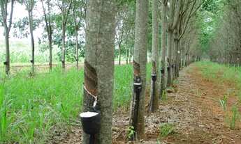 Imagem: 34 de seringueira em Auriflama