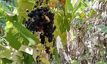 Imagem 7: Propriedade com 20Ha com 4,5Ha com pessegueiros e casa centenária na Cascata