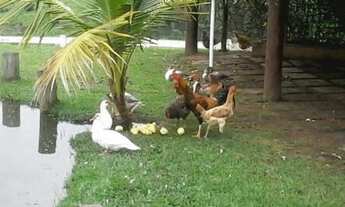 Imagem 5: Venda - Sítio - Tatu - Limeira - SP