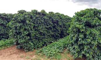 Imagem 6: SÍTIO DE CAFÉ ABUNDANTE EM RECURSOS NATURAIS