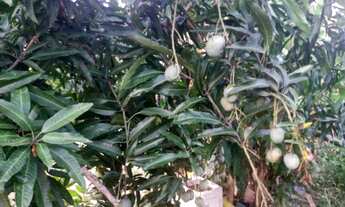Imagem 4: Chácara no rio dos bois município de cesarina no recanto do pescador