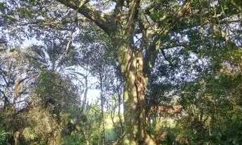 Imagem 7: Velleda oferece belo sítio meio hectare, com açude, na Águas Claras