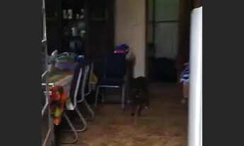 Imagem 4: Vendo ou troco chácara, rica em água!