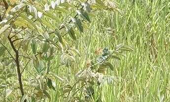 Imagem 2: Vende-se fazenda 173hectares e presidente Olegário