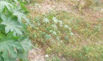 Imagem 4: Terreno 10 por 40m Maracanaú/Fortaleza venda 115 mil