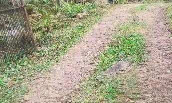 Imagem 3: Chácara à venda, 4731 m² por R$ 480.000,00 - Borda Do Campo - São José dos Pinhais/PR