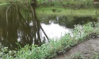 Imagem 5: Sítio 7 alqueires , eucaliptos ,pasto ,mata nativa em Atibaia SP