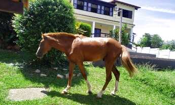 Imagem 6: Sítio Com Ampla Casa Para Temporada Sepetiba