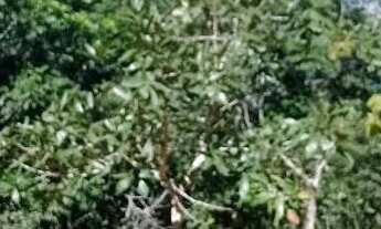 Imagem 5: Terreno na Chapada dos Veadeiros