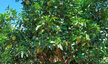 Imagem 7: Linda chácara em Bonfinópolis go