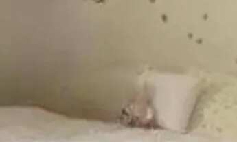 Imagem 6: CASA ASSOBRADADA - PAULICÉIA - SP