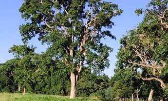 Imagem 5: Chácara em caldazinha