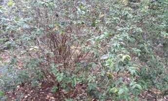 Imagem 4: Terreno Padrão em Bauru