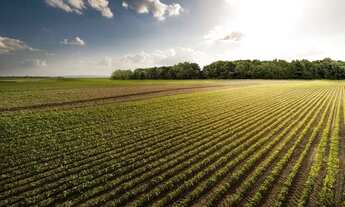 Imagem 2: DI Fazenda/Sítio/Chácara em Vacaria