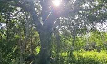 Imagem 3: Velleda oferece belo sítio meio hectare, com açude, na Águas Claras