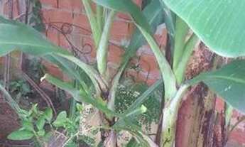 Imagem 6: Vendo terreno em Itapetininga 410 MT