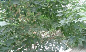 Imagem 6: 02 DORMITÓRIOS AO LADO DO MACKENKIE