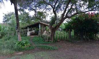 Imagem 7: Chácara com um belíssimo terreno frutíferas