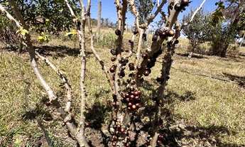 Imagem 3: Chácara Incra 7 apenas 20km de Taguatinga