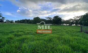 Imagem 6: Chácara 2 alqueires (9,68 hectares) Avelinópolis - Go