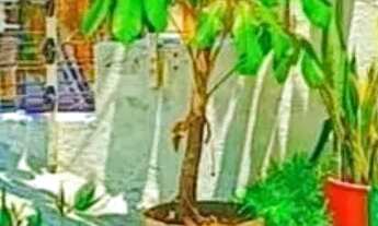 Imagem 3: CASA RESIDENCIAL/COMERCIAL NA BOA VISTA